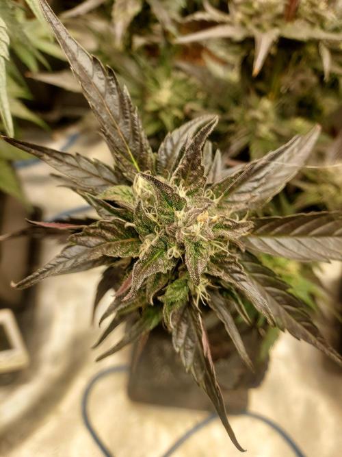 TESTER A001. Week 8