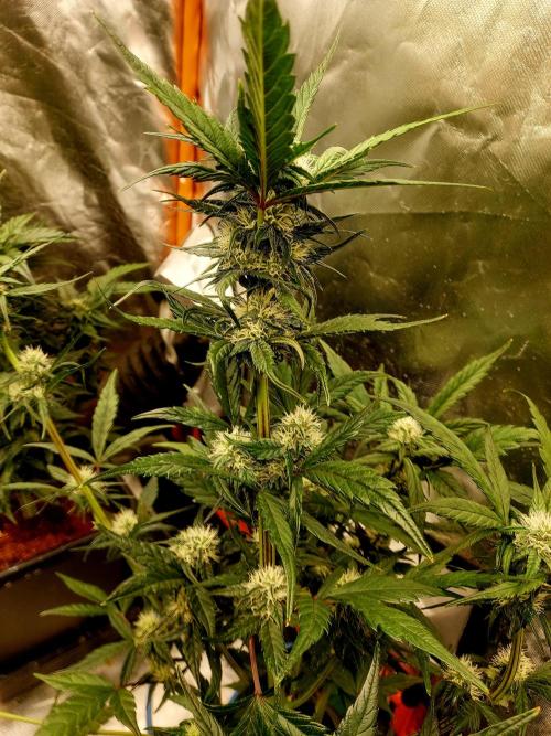TESTER A001. Week 8