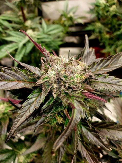 TESTER A001. Week 8