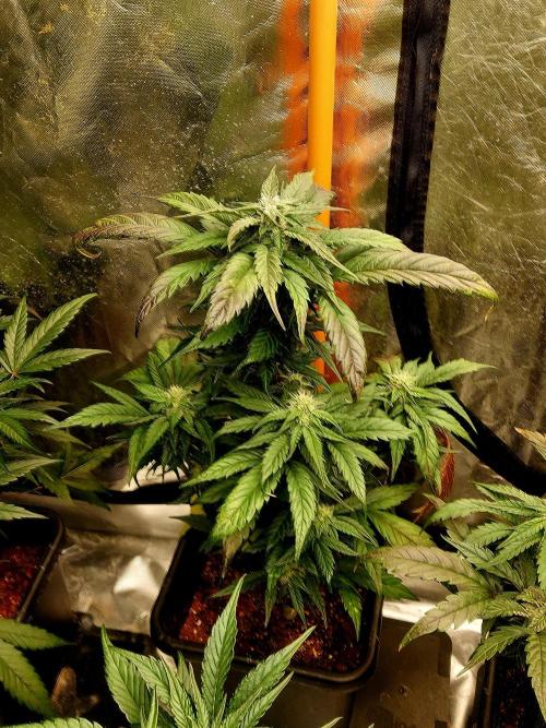 TESTER A001. Week 8