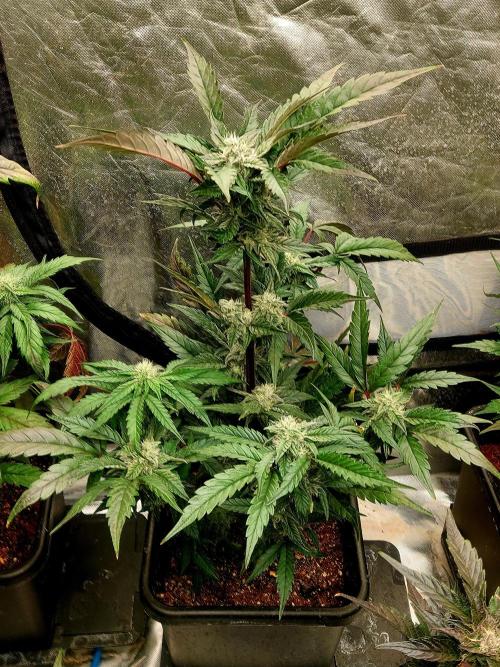 TESTER A001. Week 8