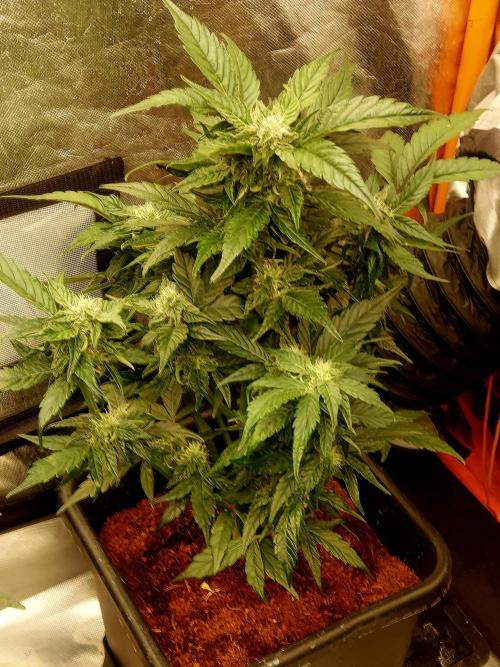TESTER A001. Week 8