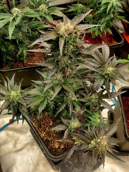 TESTER A001. Week 8