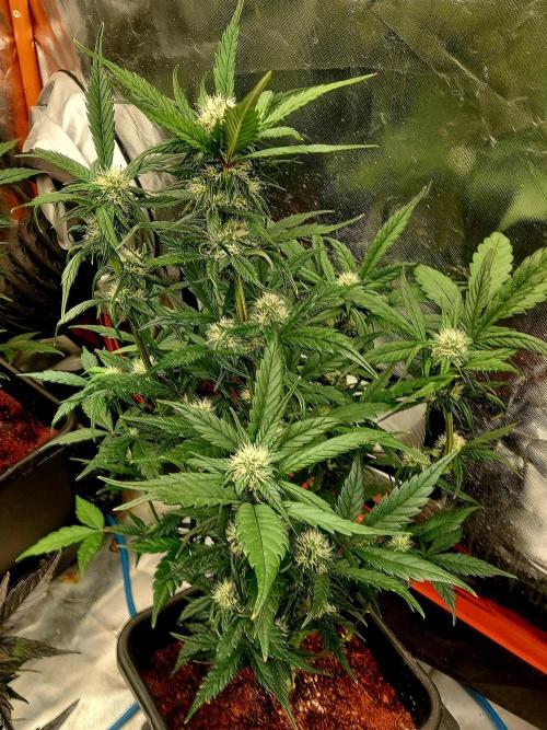 TESTER A001. Week 8