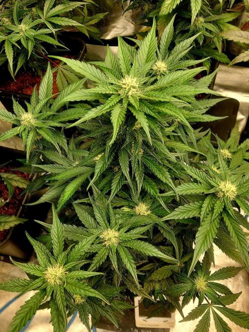 TESTER A001. Week 8