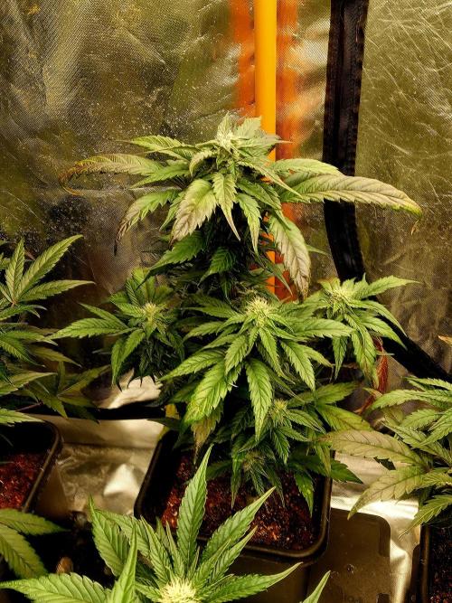 TESTER A001. Week 8