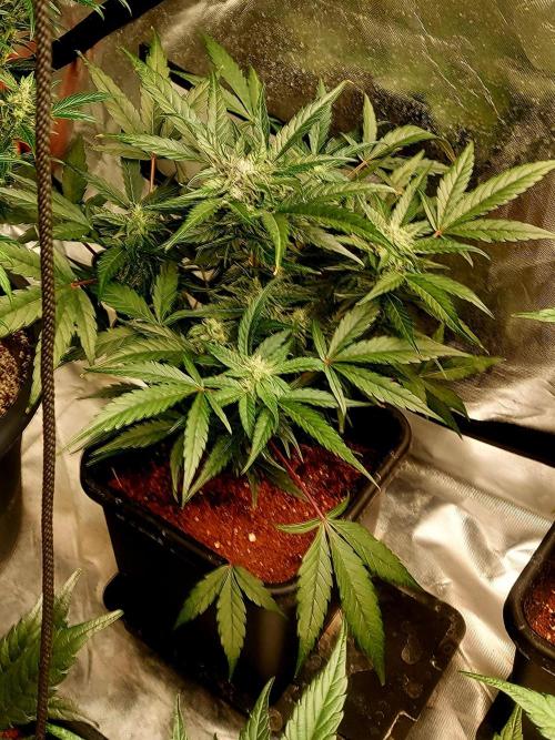 TESTER A001. Week 8