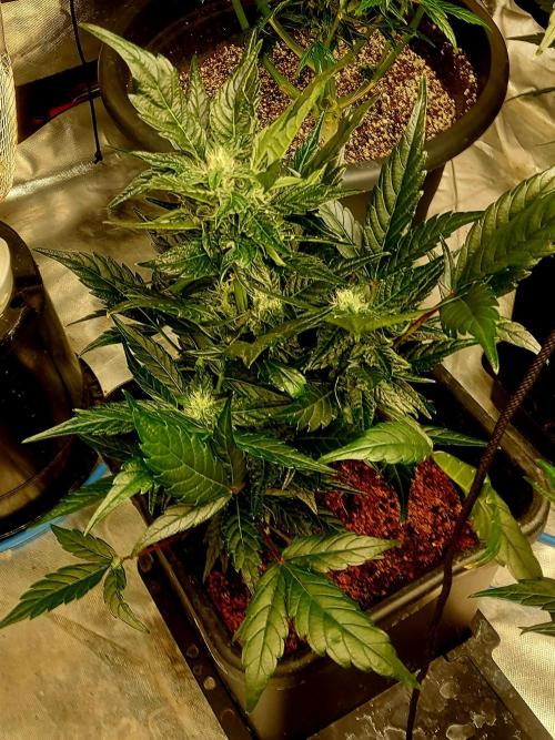 TESTER A001. Week 8