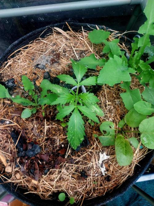 GOAT'lato Automatic . Week 3