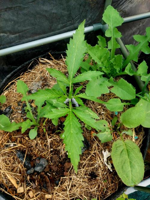 GOAT'lato Automatic . Week 3