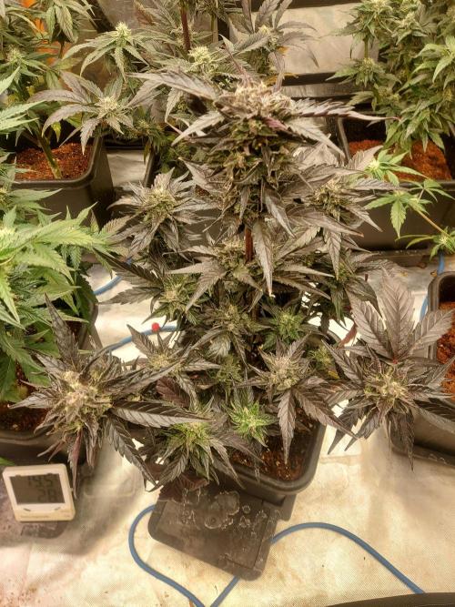 TESTER A001. Week 8