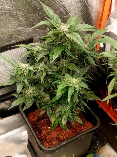 TESTER A001. Week 8