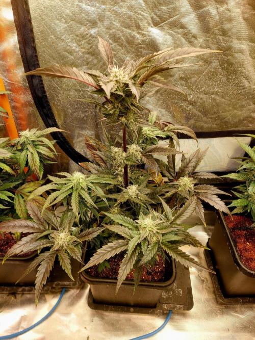 TESTER A001. Week 8