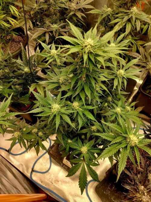TESTER A001. Week 8