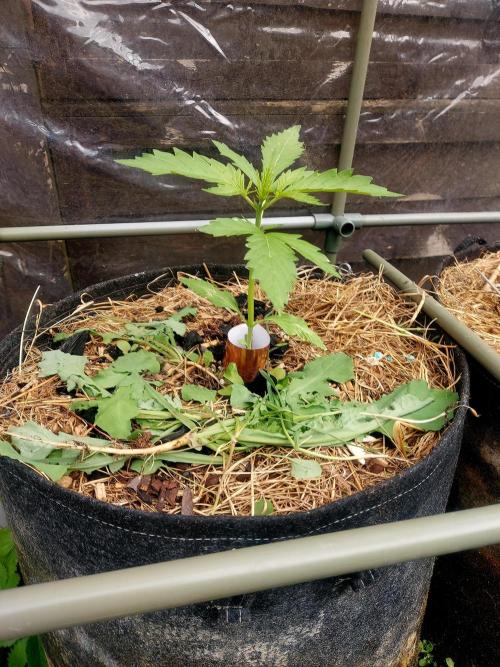 GOATLato gotta a lato. Week 4