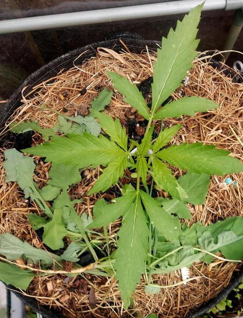 GOAT'lato Automatic . Week 4