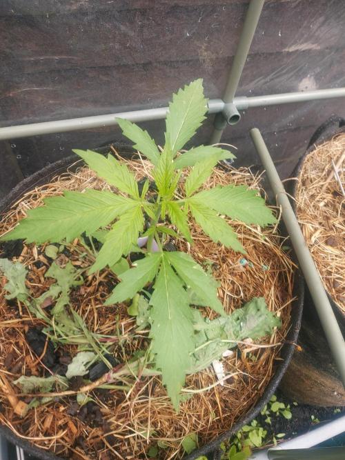 GOAT'lato Automatic . Week 4