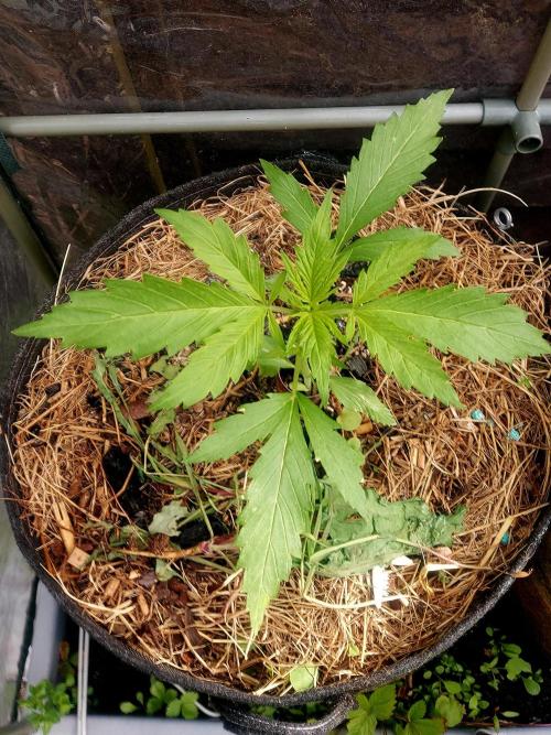 GOAT'lato Automatic . Week 4