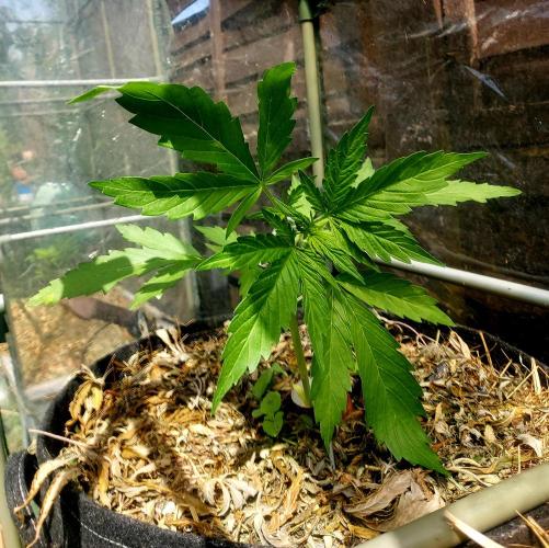 GOATLato gotta a lato. Week 5