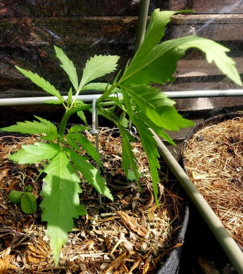 GOATLato gotta a lato. Week 5