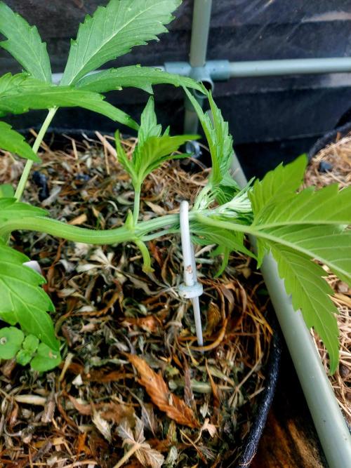 GOATLato gotta a lato. Week 5