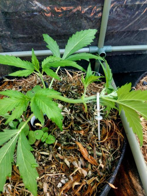 GOATLato gotta a lato. Week 5