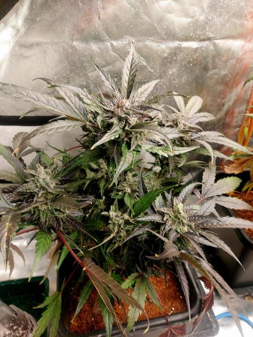 TESTER A001. Week 9