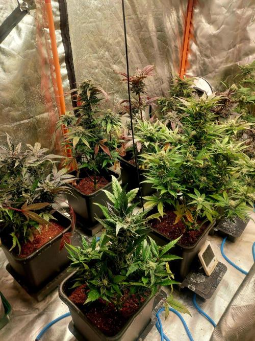 TESTER A001. Week 9