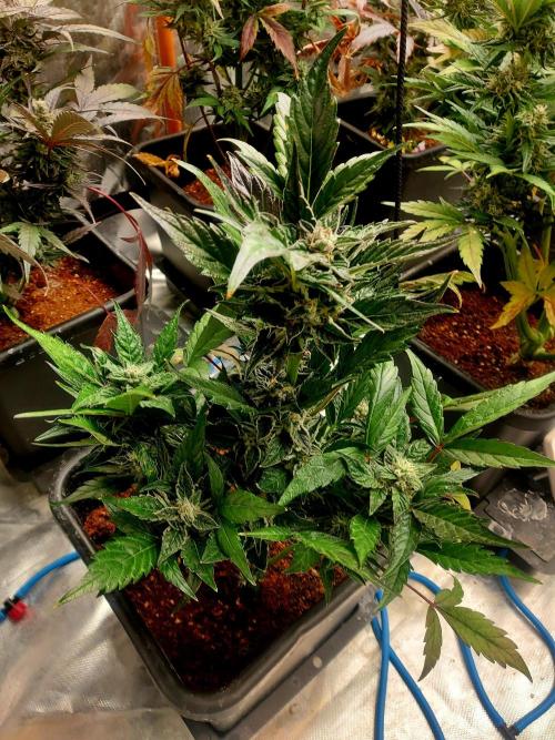 TESTER A001. Week 9
