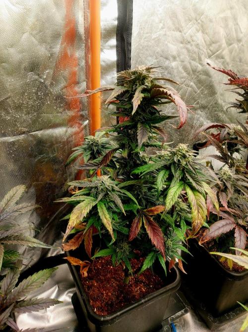 TESTER A001. Week 9