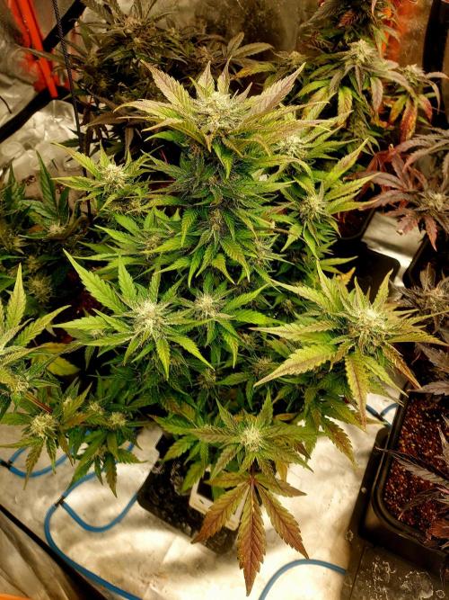TESTER A001. Week 9
