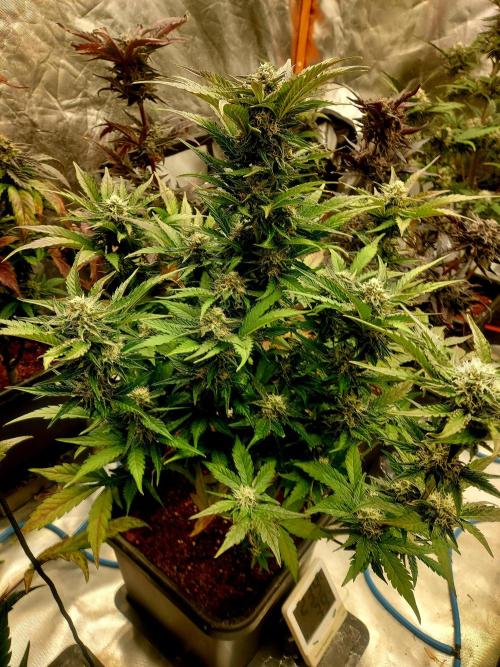 TESTER A001. Week 9