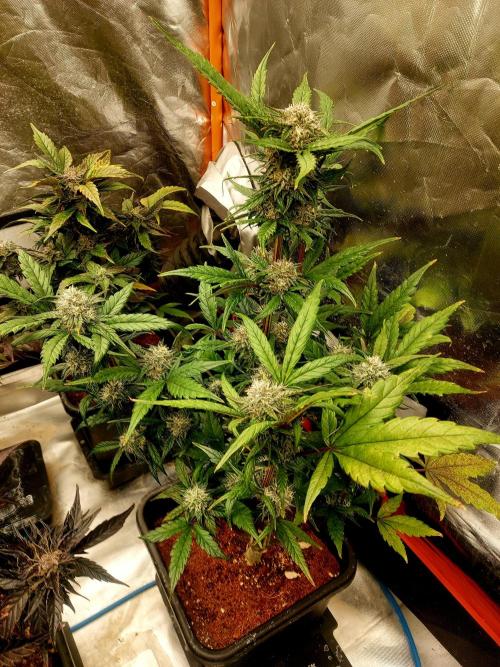 TESTER A001. Week 9