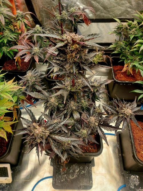 TESTER A001. Week 9