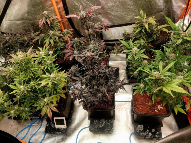 TESTER A001. Week 9