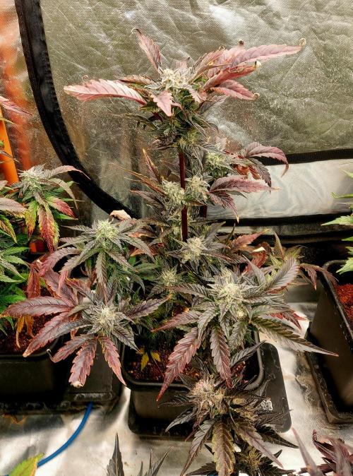TESTER A001. Week 9