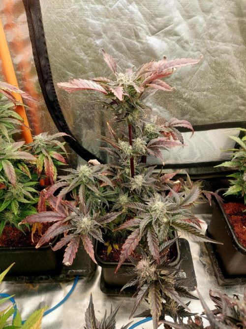 TESTER A001. Week 9