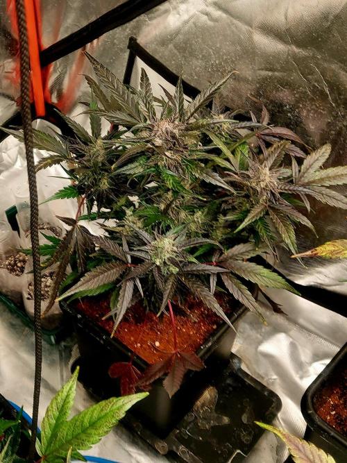 TESTER A001. Week 9