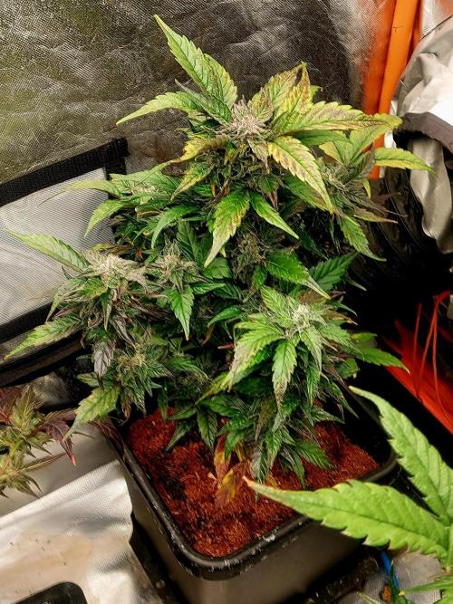 TESTER A001. Week 9