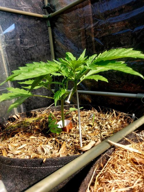 GOATLato gotta a lato. Week 5 - Day after she's pointing upwards again 