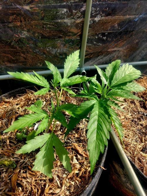 GOATLato gotta a lato. Week 5