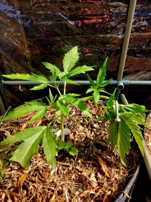 GOATLato gotta a lato. Week 5