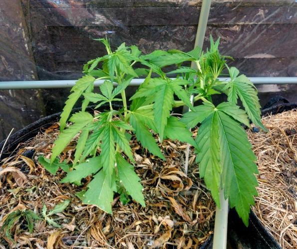 GOATLato gotta a lato. Week 5
