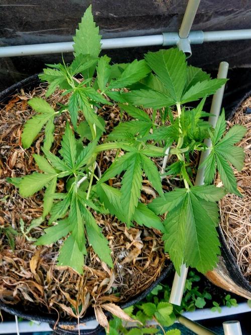 GOATLato gotta a lato. Week 5