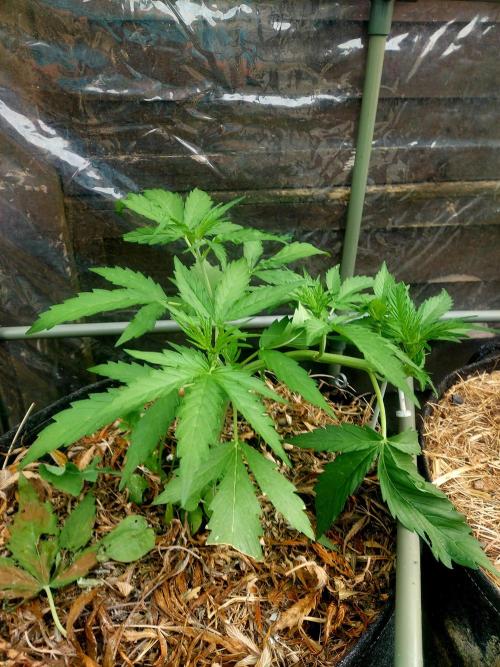 GOATLato gotta a lato. Week 5