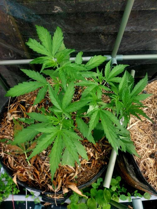 GOATLato gotta a lato. Week 5