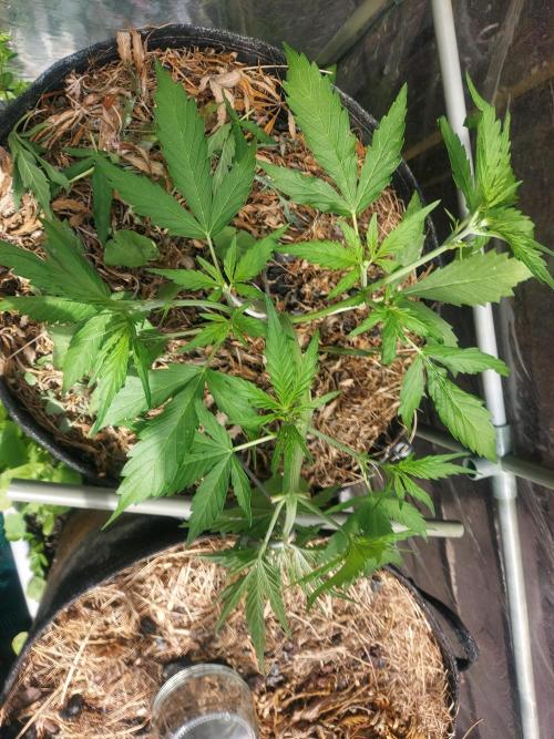 GOATLato gotta a lato. Week 6