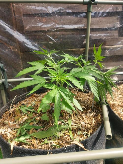 GOATLato gotta a lato. Week 6