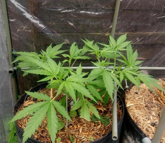 GOATLato gotta a lato. Week 6