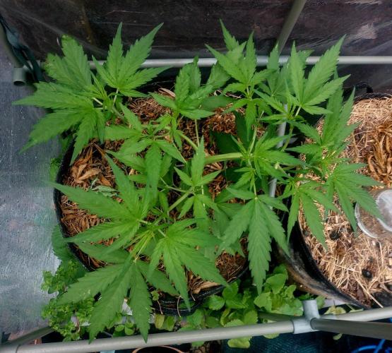 GOATLato gotta a lato. Week 6 - She's filling out nicely now